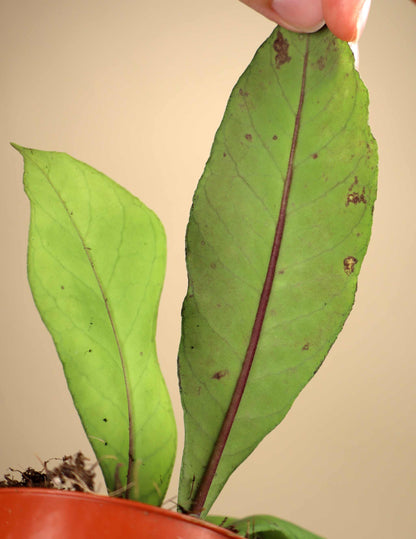 Hoya sp. sabah (RP013)