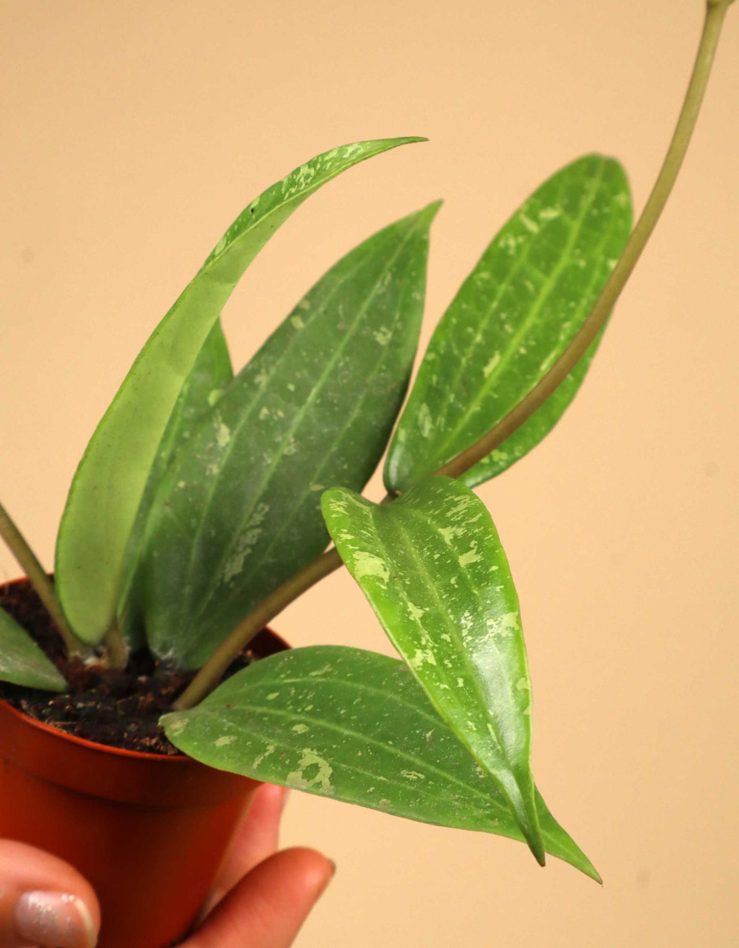 Hoya sp. Loei Province