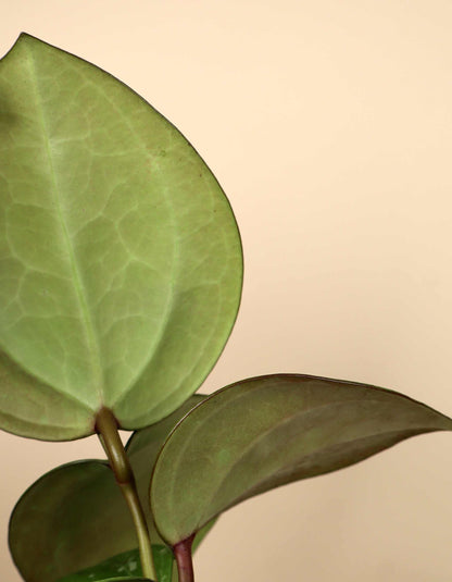 Hoya sp. Sarawak 'cream'