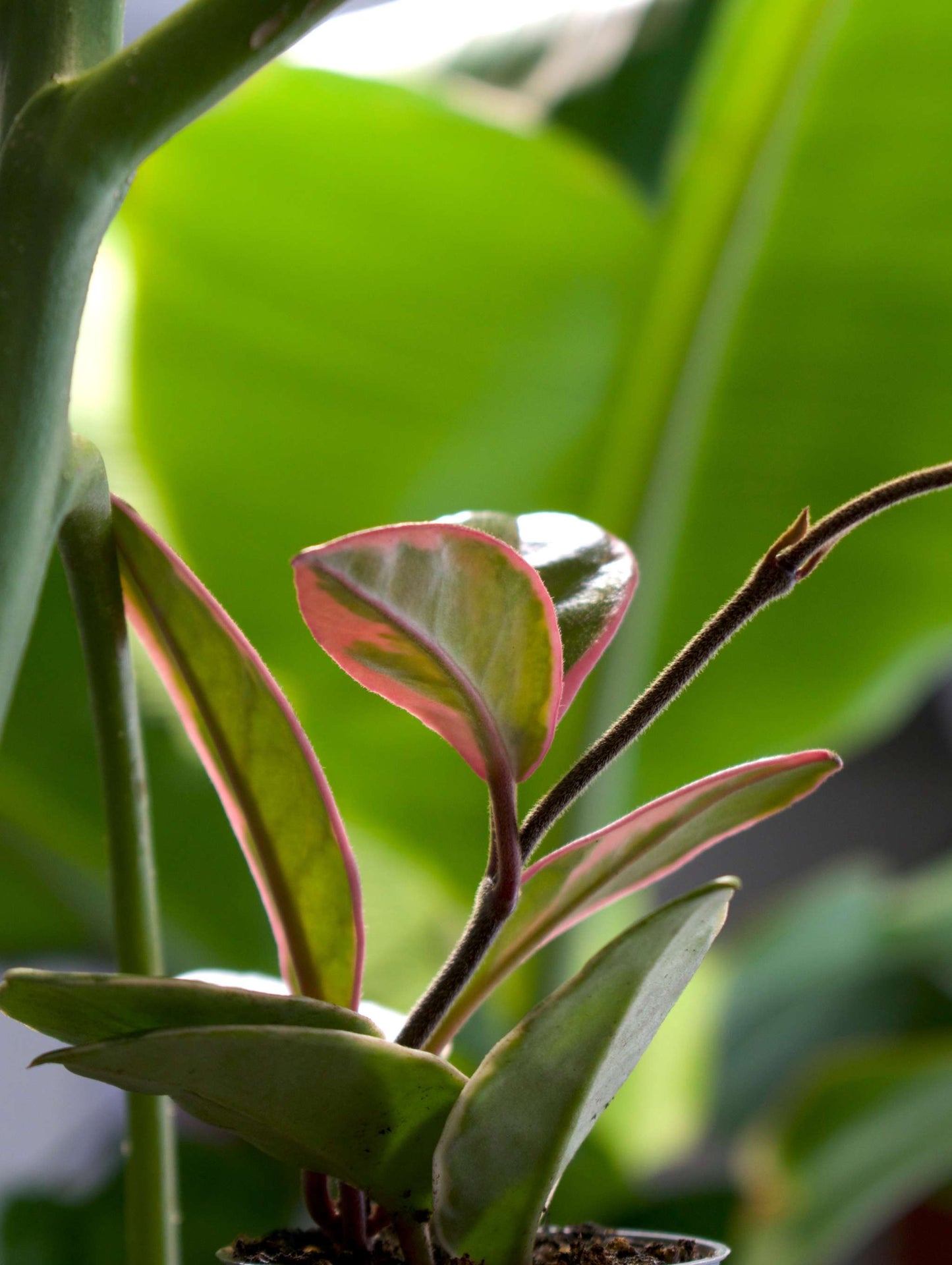 Hoya Carnosa 'Flamingo dream'
