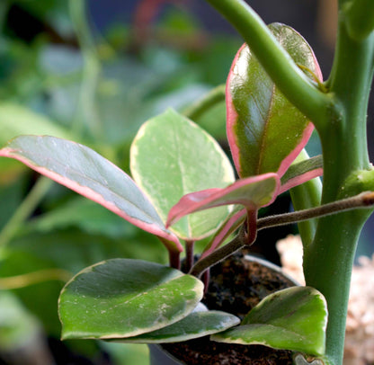 Hoya Carnosa 'Flamingo dream'