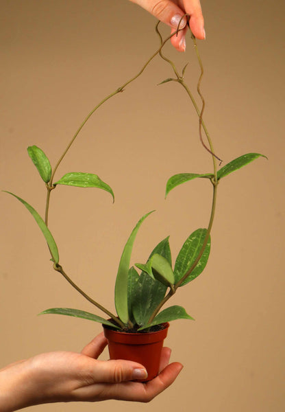 Hoya sp. Loei Province