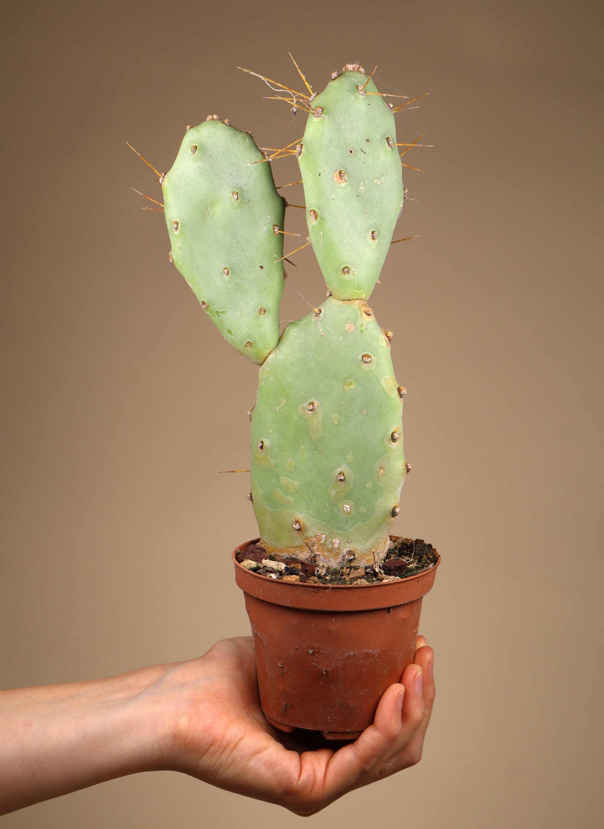 Opuntia humifusa (Cold-resistant prickly pear cactus)