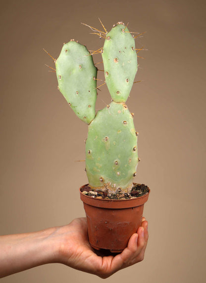 Opuntia humifusa (Cold-resistant prickly pear cactus)