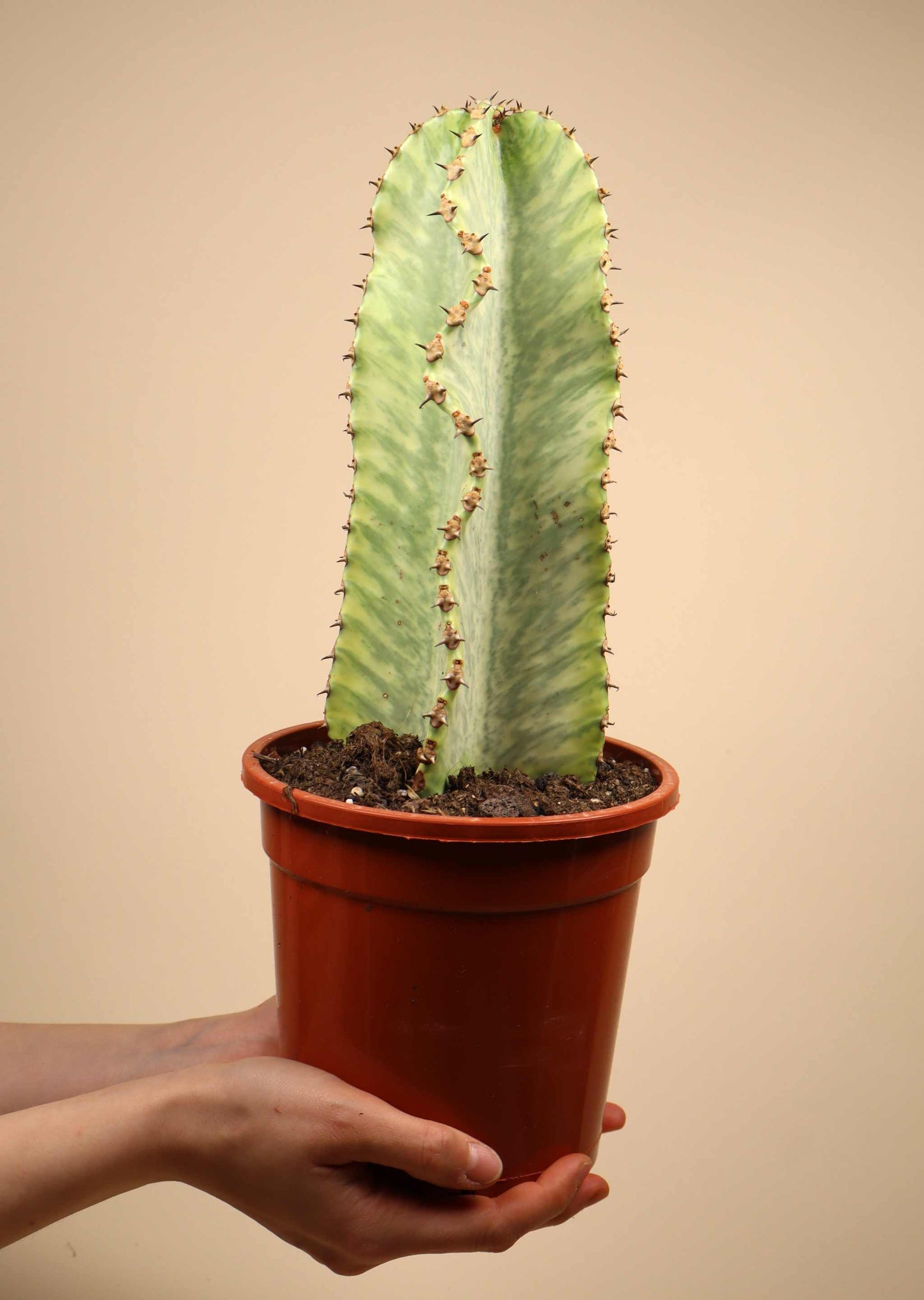 Euphorbia ingens 'Variegata' | Candelabra Tree