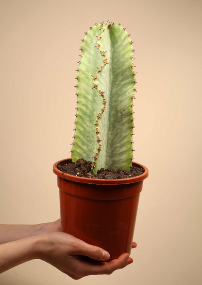 Euphorbia ingens 'Variegata' | Candelabra Tree