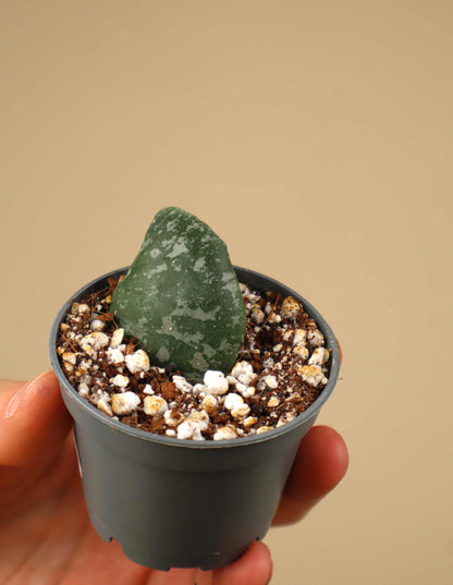 Hoya imbricata
