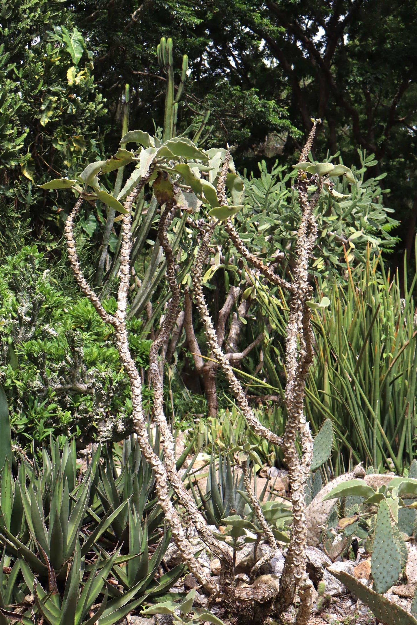 Kalanchoe beharensis 'Kamelhårskalankoe'
