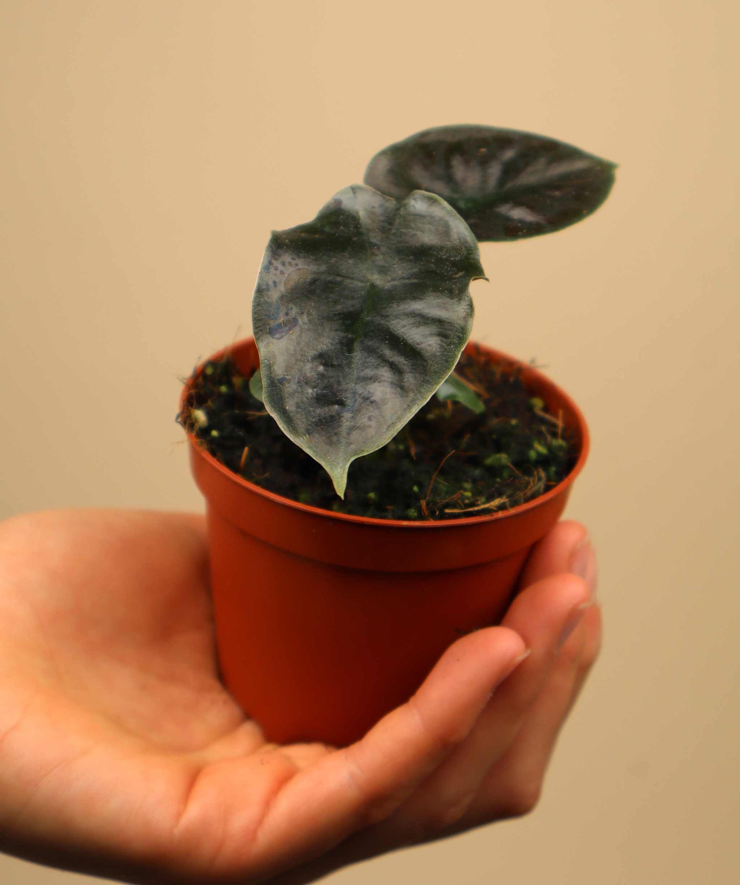 Alocasia infernalis