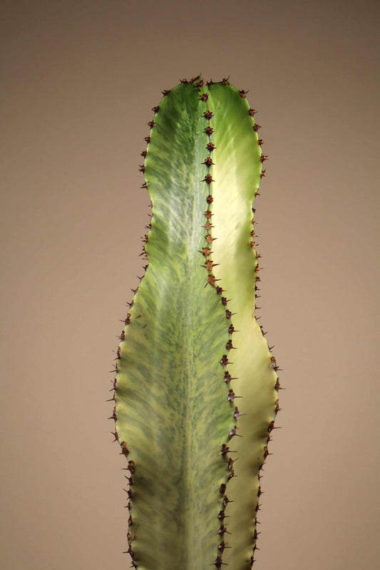 Euphorbia ingens 'Variegata' (Kaktuseuphorbia)