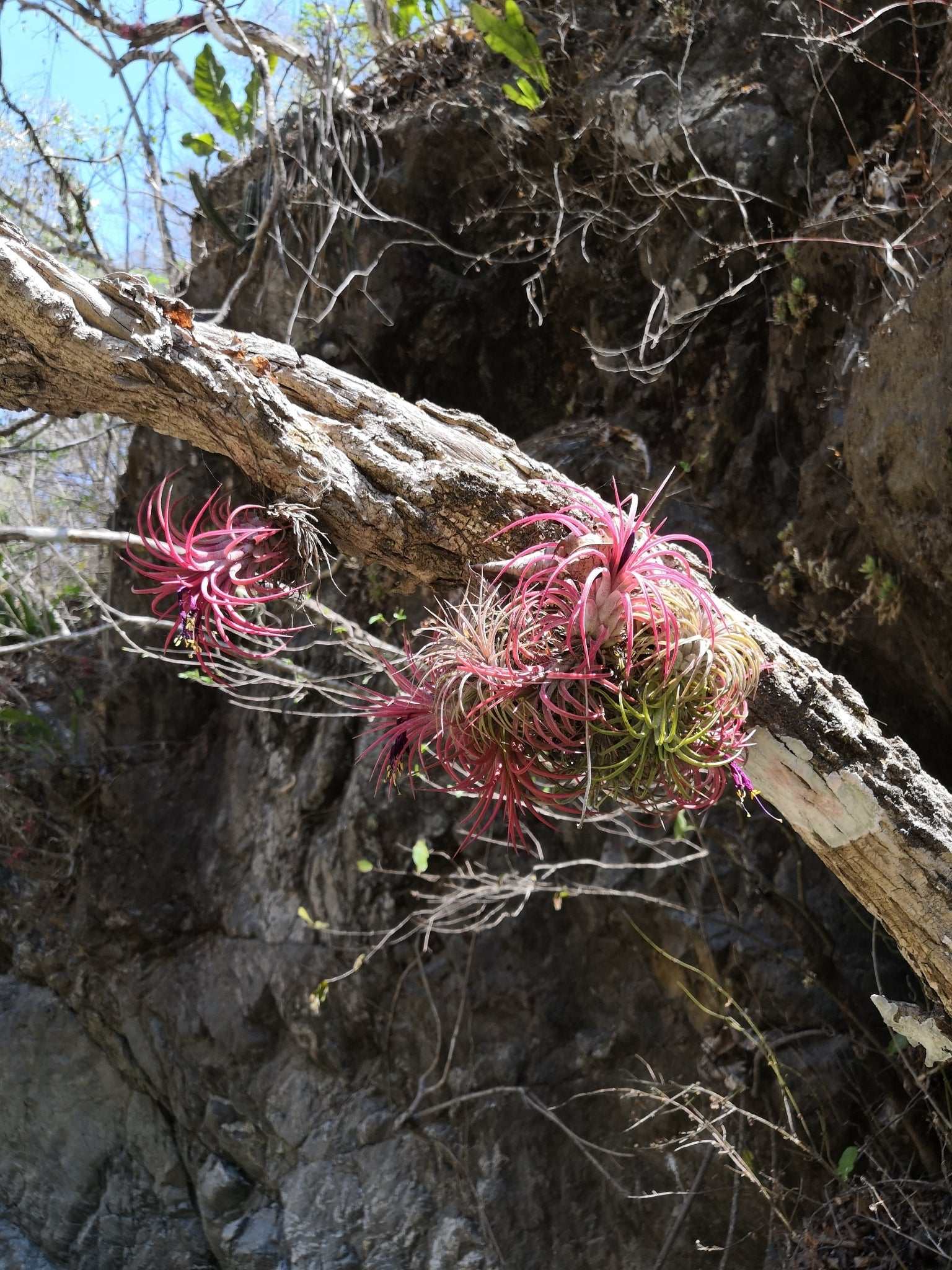 Tillandsia Ionantha  Ball (ＴＩ)速達発送 Tillandsia ionantha 'Snowball' - Bird Rock Tropicals