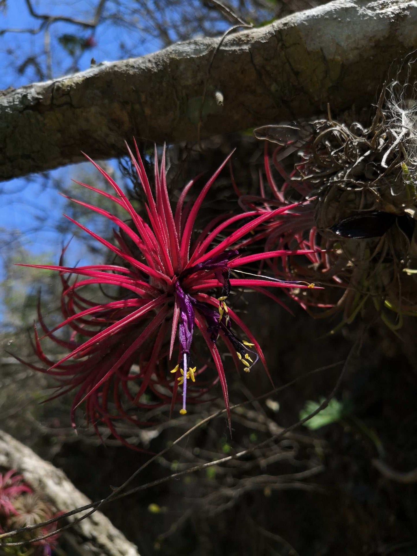 Tillandsia ionantha