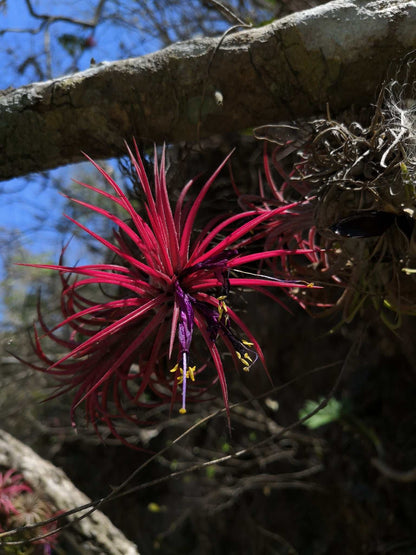 Tillandsia ionantha
