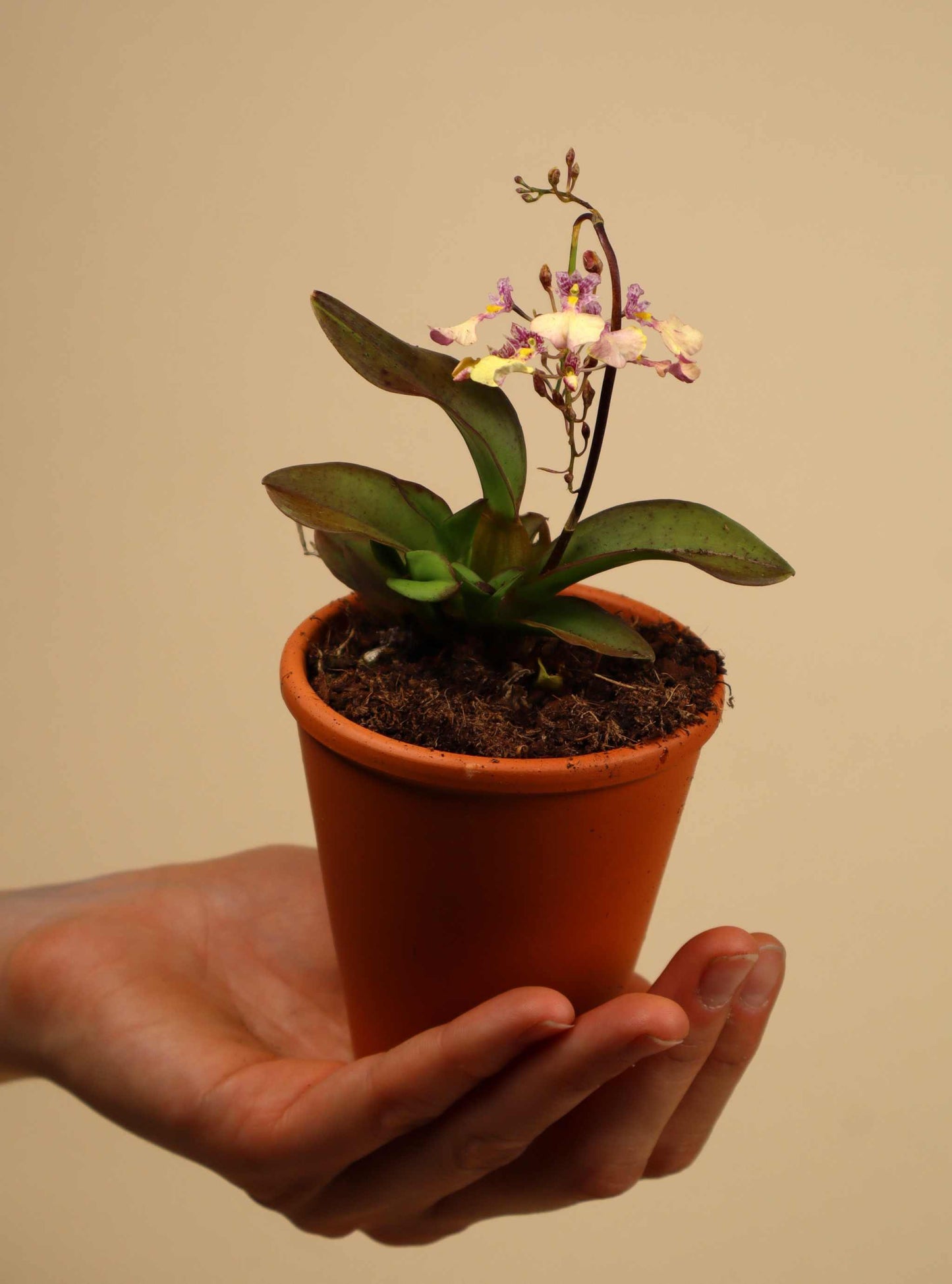 Ionmesa Popcorn (Oncidium)