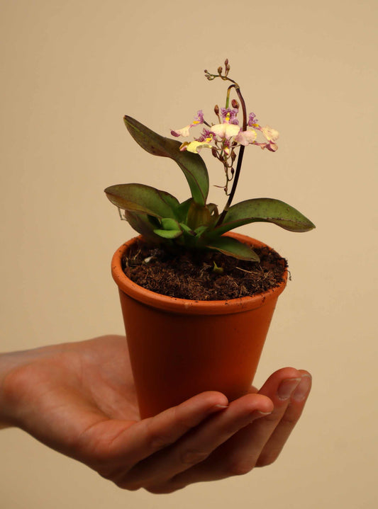 Ionmesa Popcorn (Oncidium)
