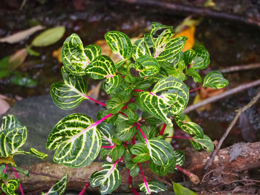 Iresine diffusa f. herbstii 'Hayflower'
