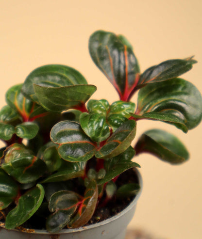 Iresine diffusa f. herbstii 'Hayflower'