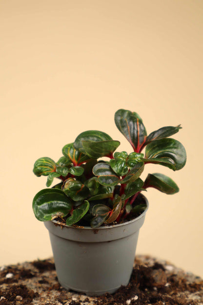 Iresine diffusa f. herbstii 'Hayflower'