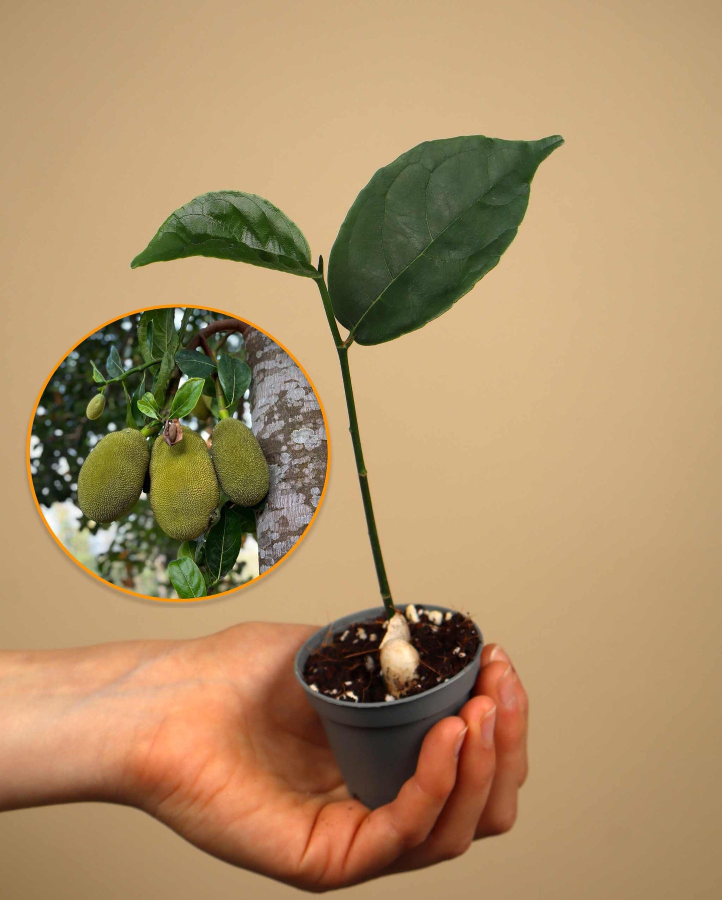 Jackfruit träd | Artocarpus heterophyllus