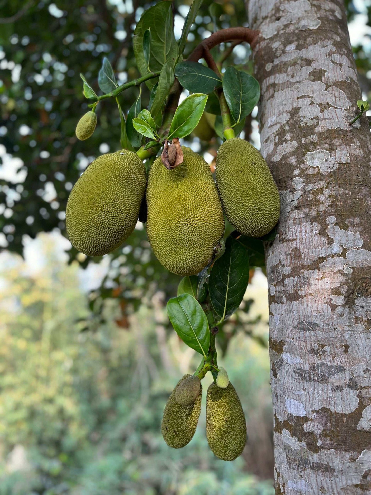 Jackfruit träd | Artocarpus heterophyllus