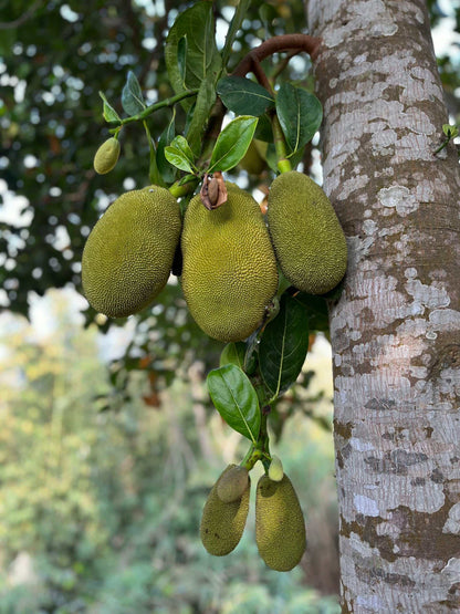 Jackfruit träd | Artocarpus heterophyllus