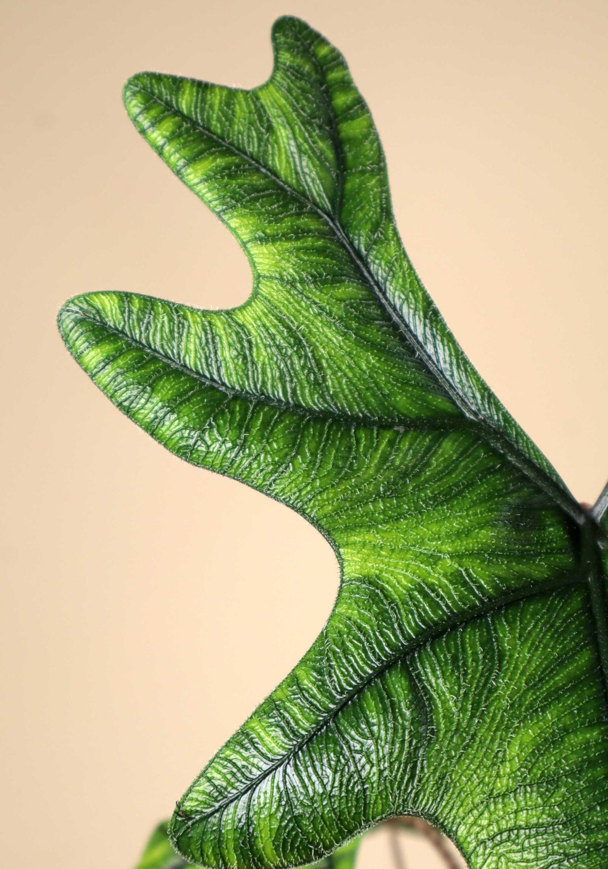 Alocasia tandurusa 'jacklyn'