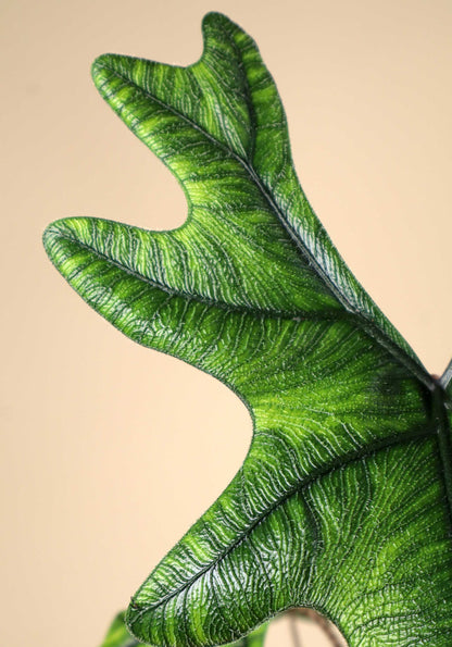 Alocasia tandurusa 'jacklyn'