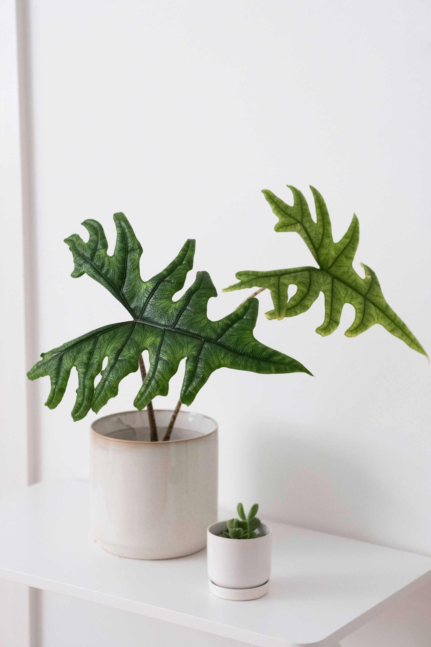 Alocasia tandurusa 'Jacklyn'