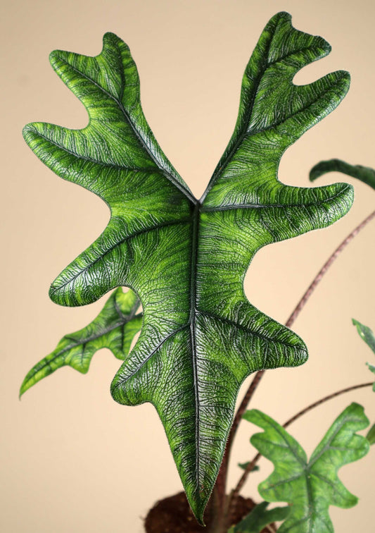 Alocasia tandurusa 'jacklyn'
