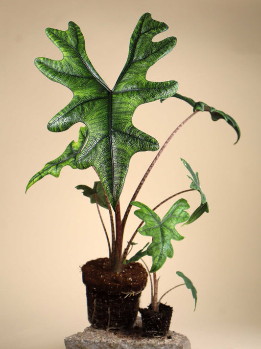 Alocasia tandurusa 'jacklyn'