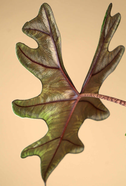 Alocasia tandurusa 'jacklyn'