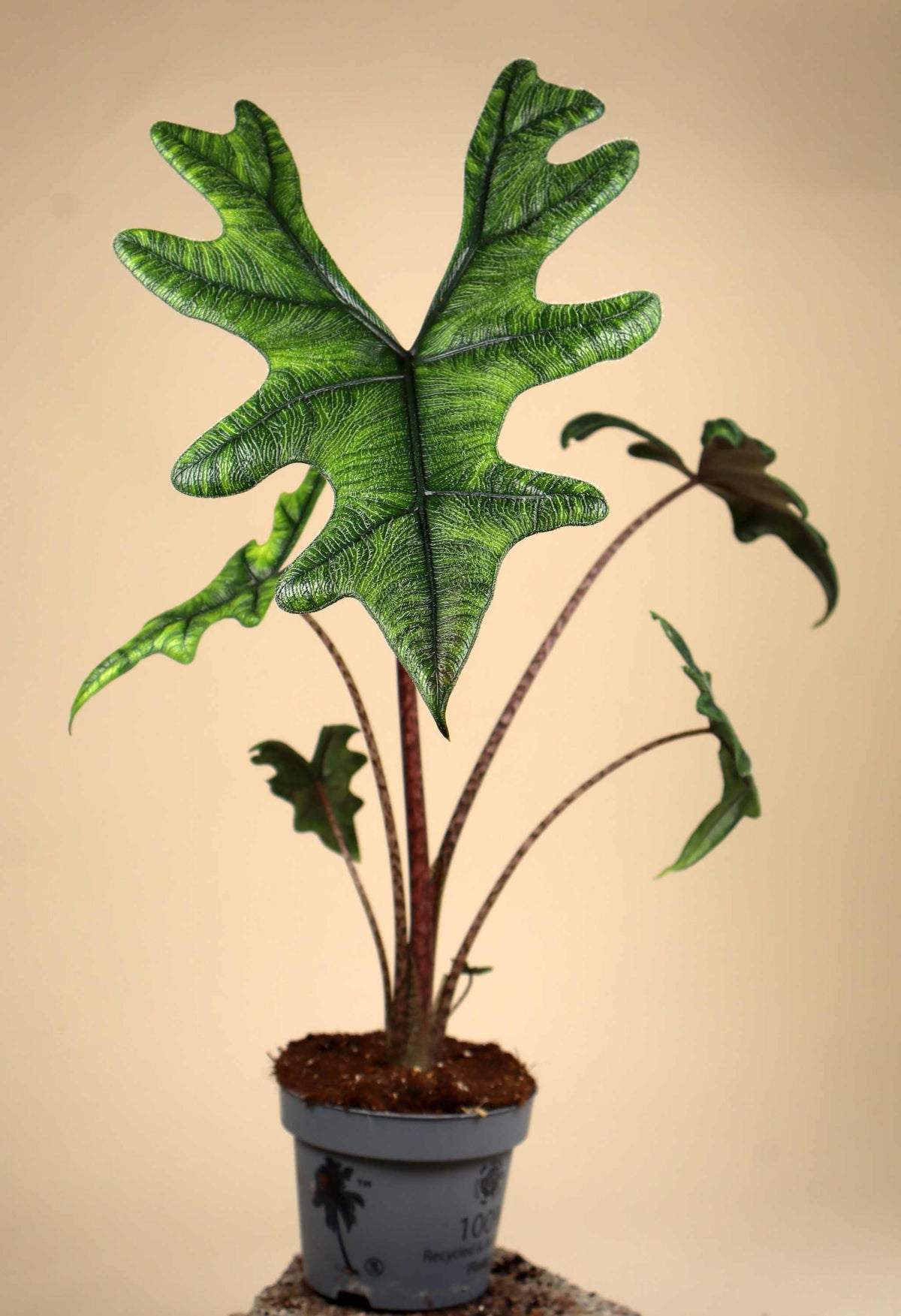 Alocasia tandurusa 'jacklyn'