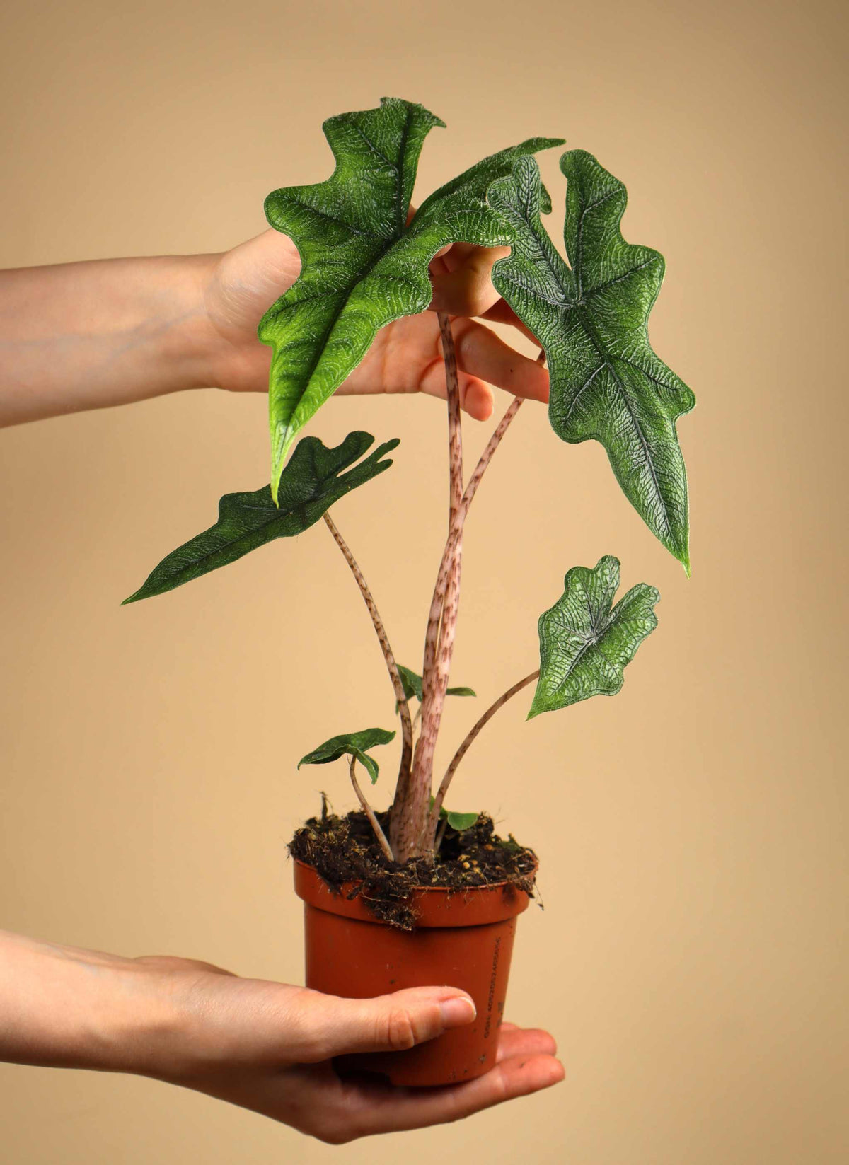 Alocasia tandurusa 'jacklyn'