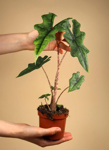Alocasia tandurusa 'jacklyn'