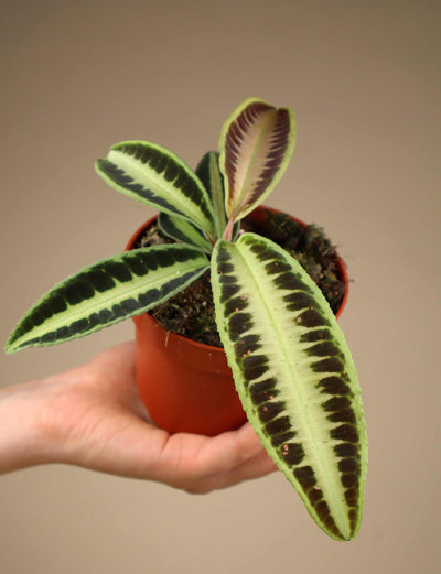 Labisia sp. 'Jambi'