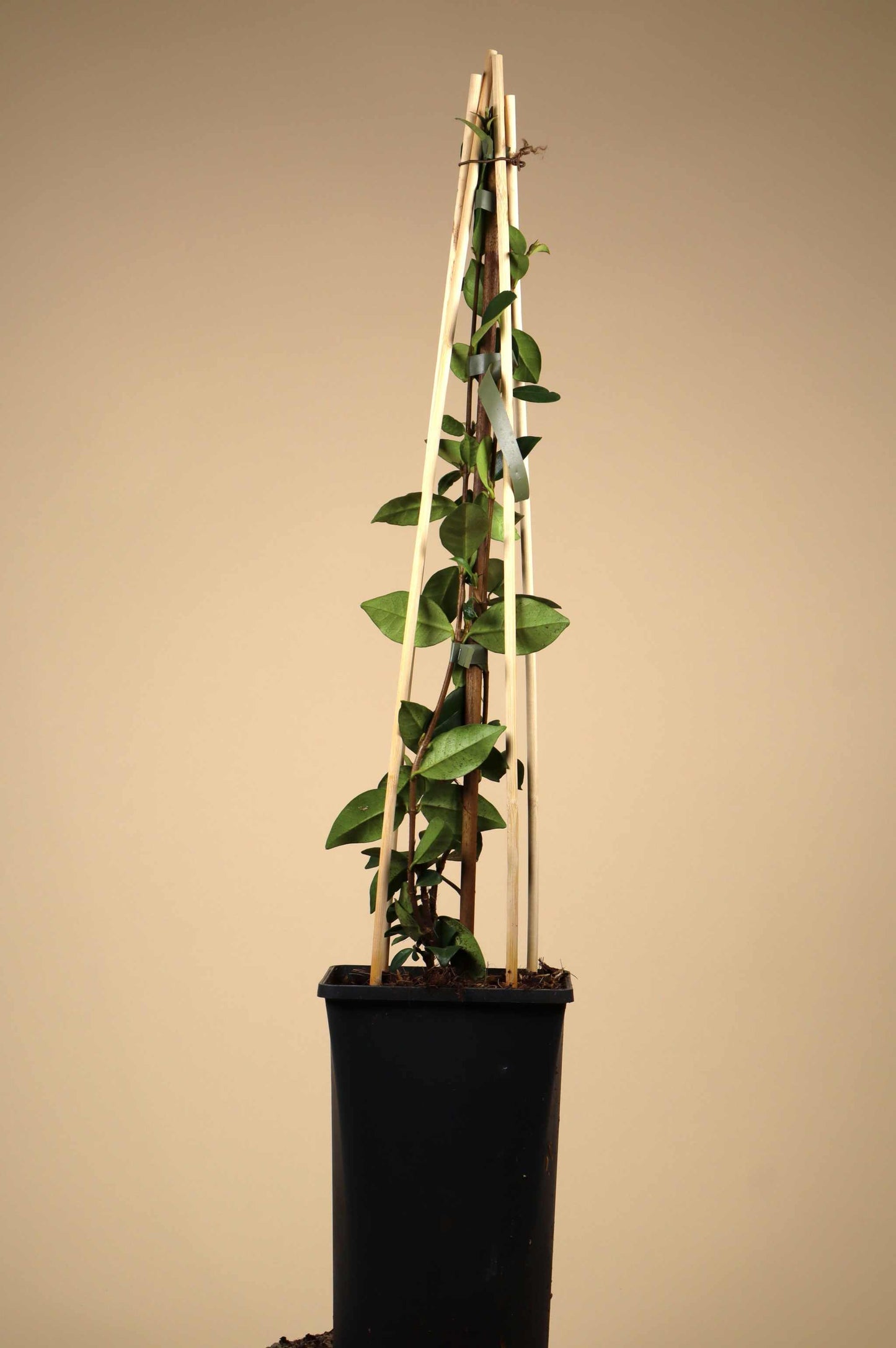 Stjärnjasmin 'Trachelospermum jasminoides'
