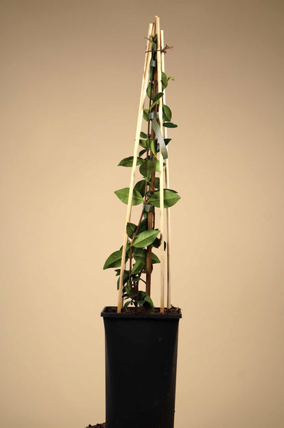Stjärnjasmin 'Trachelospermum jasminoides'
