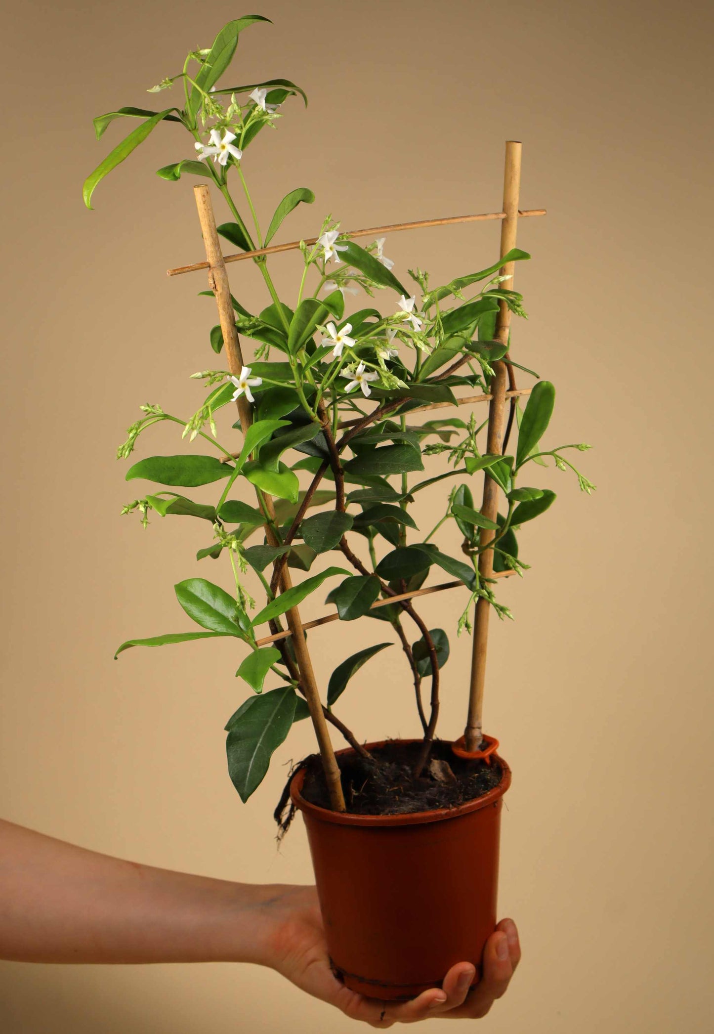 Stjärnjasmin 'Trachelospermum jasminoides'