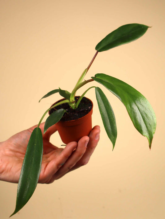 Philodendron joepii