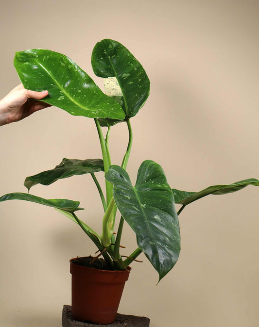 Philodendron 'Jose Buono'