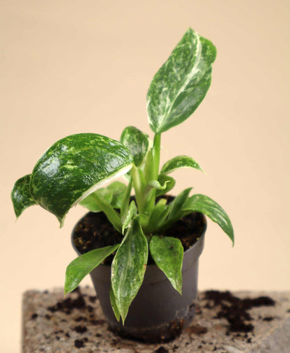 Philodendron 'Jose Buono'