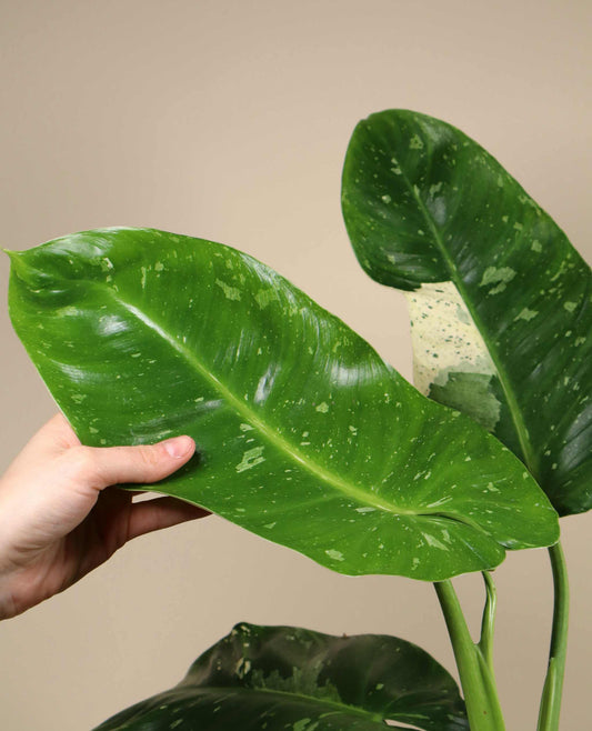 Philodendron 'Jose Buono'