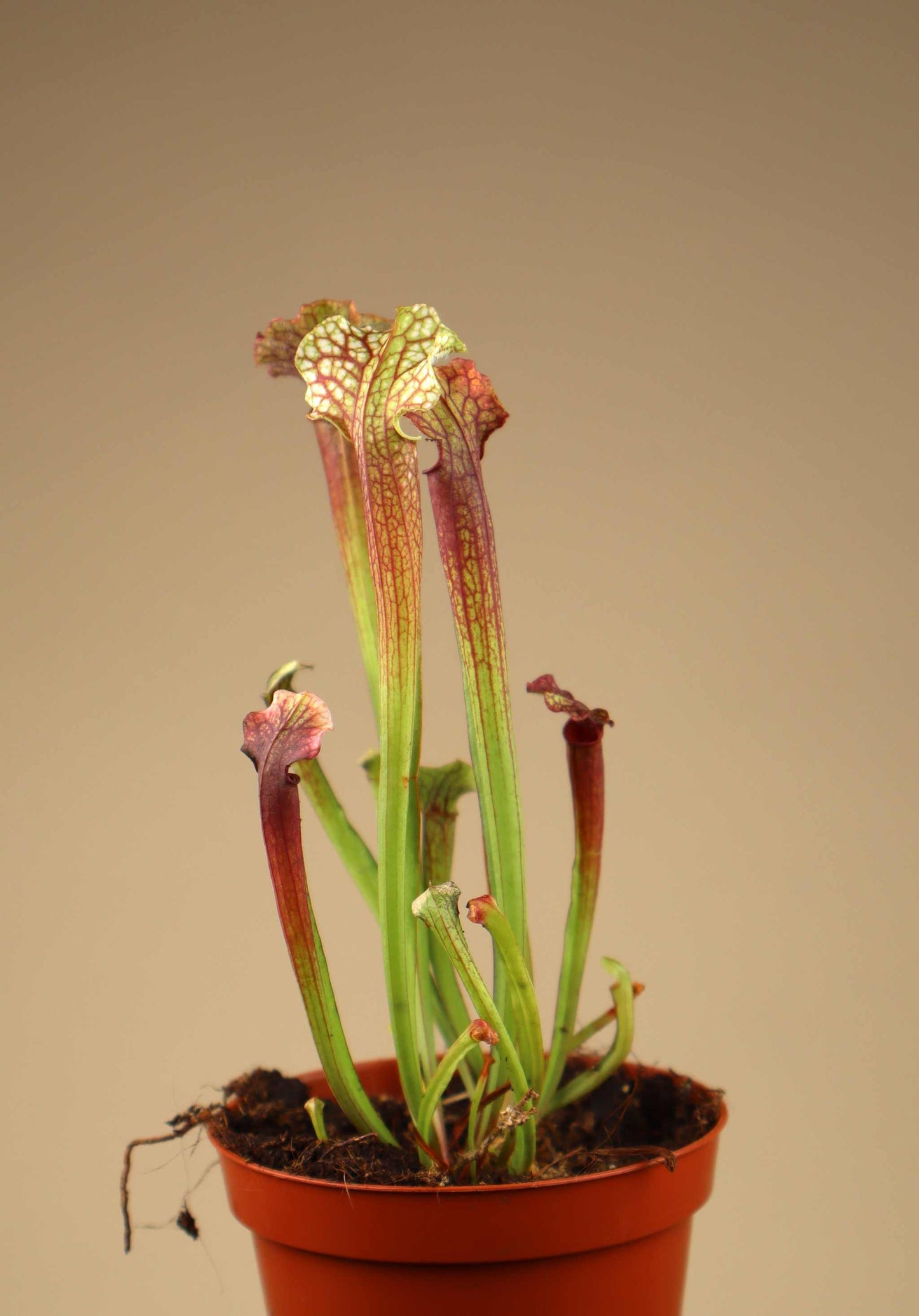 Sarracenia × 'Judith Hindle'