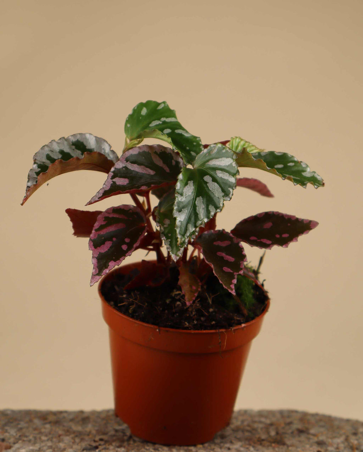 Begonia sp. Julau (type 1)
