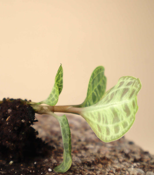 Macodes petola 'juvelorkidé'