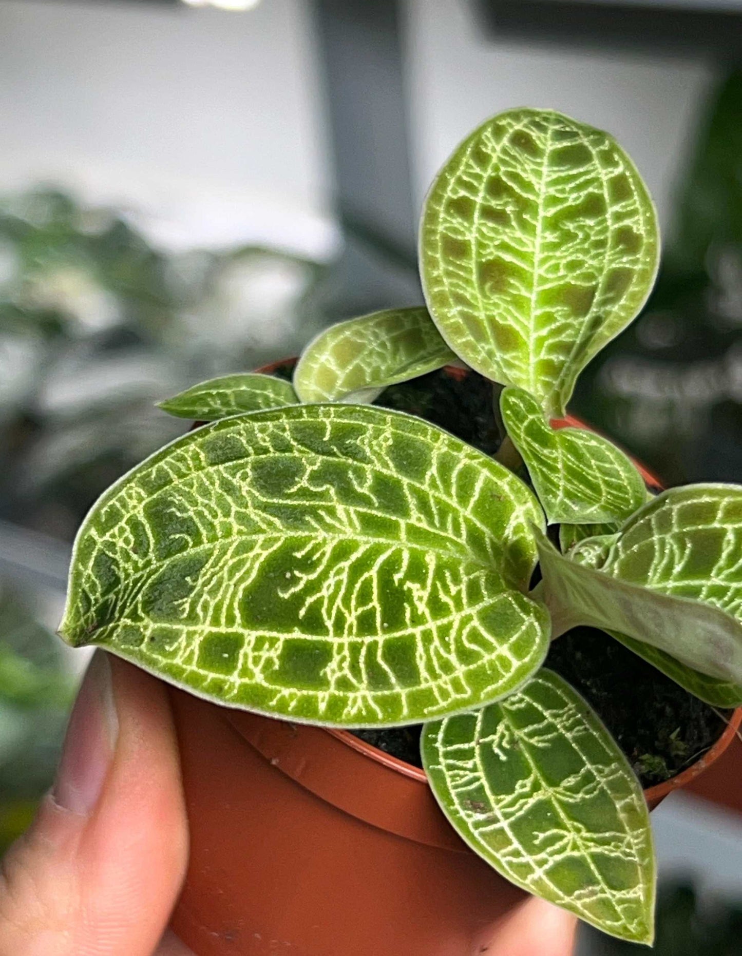 Macodes petola 'juvelorkidé'