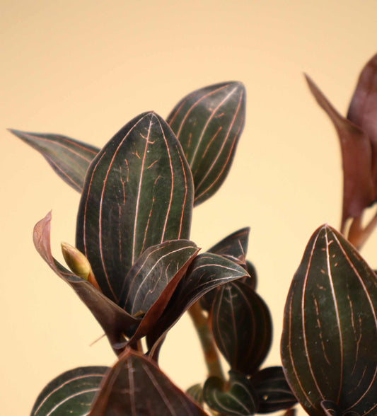 Ludisia discolor 'Juvelorkidé'