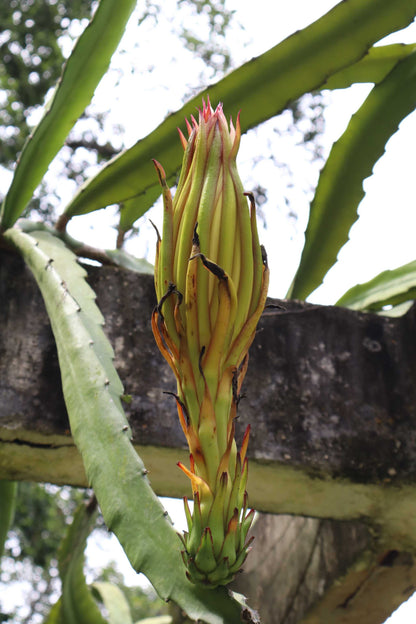 Dragonfruit, 'Pitahaya' Selenicereus undatus