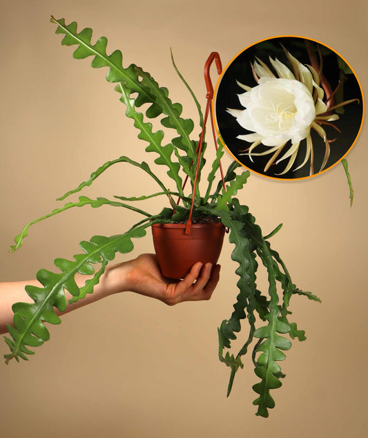 Epiphyllum anguliger | Flikig bladkaktus