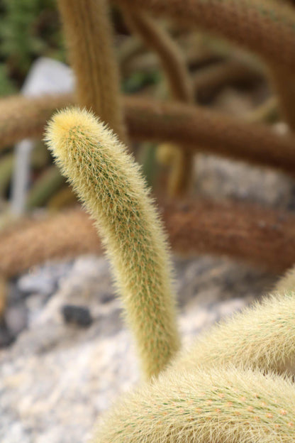 Hildewintera colademononis - Apsvans Kaktus